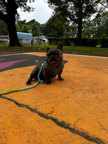 Frenchie