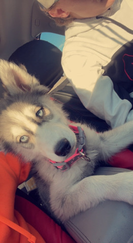 Siberian Husky – Siberian husky