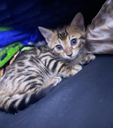 Bengal – Bengal Kitten!