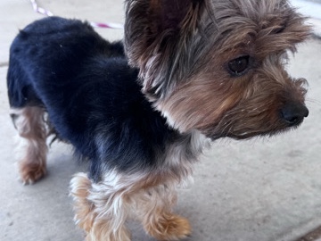 Yorkshire Terrier – Yorkshire Terrier – Adelanto