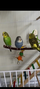 Bonded Male Parekeets