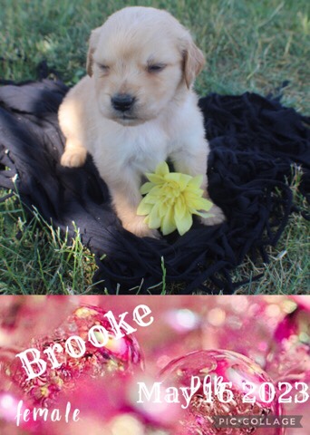 Golden Retriever – golden retriever