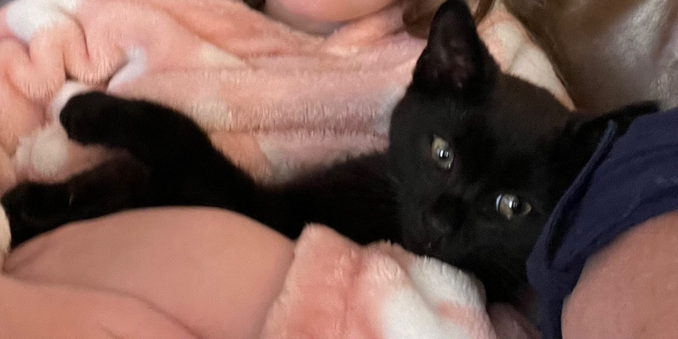 lack TOM Kitten