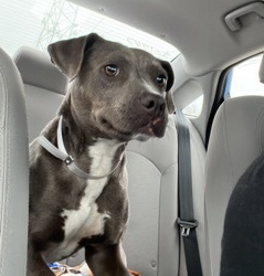 American Pit Bull Terrier – Sasha