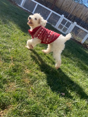 Poodle – Friendly, cute dog for sell