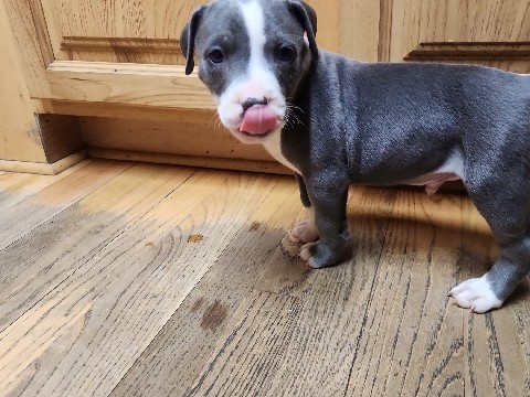 American Pit Bull Terrier – pitbull puppies – Yelm