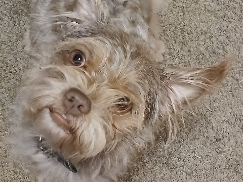 Buddy – Anchorage