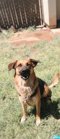 German Shepherd – Rehoming.