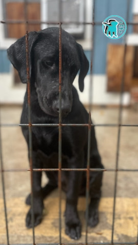 Doberman Pinscher – Doberdor
