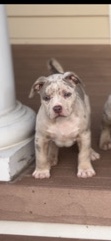 American Bully