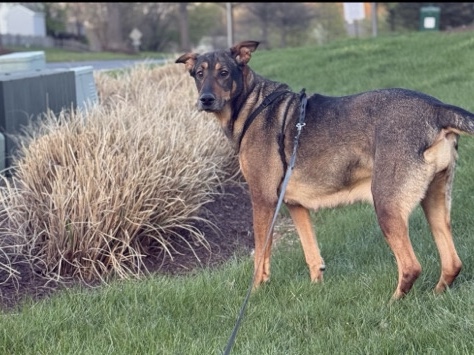 German Shepherd – Female Shepard and Doberman – New Market