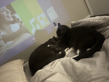 American Shorthair – 2 Cats need loving home – Beltsville