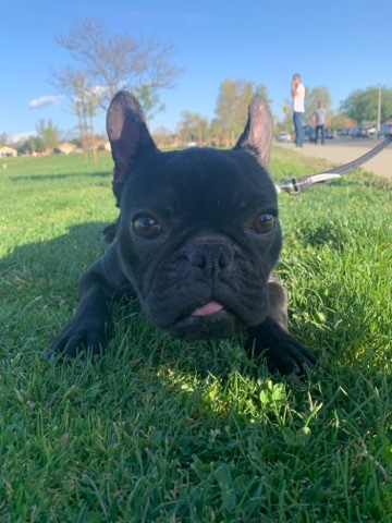 French Bulldog – French bull