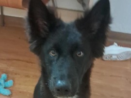 German Shepherd – needs a home asap – San Diego