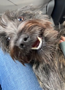 Yorkshire Terrier – finding a home