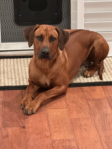 Ridgeback 1year old