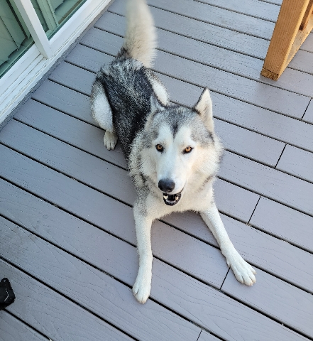 Siberian Husky – Sibarian Husky