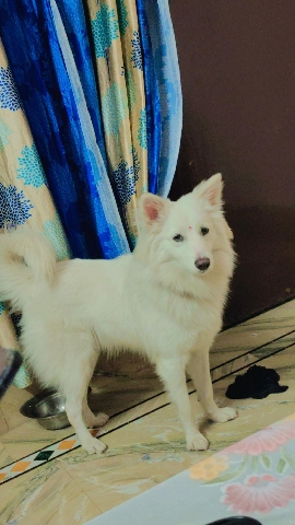 Pomeranian – American spitz