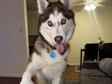Siberian Husky – sky adoption – Daly City