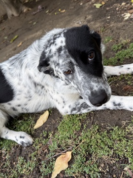 Mixed Breed – Collie/Healer needs a home – Madera