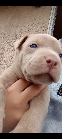 American Pit Bull Terrier – pitbull