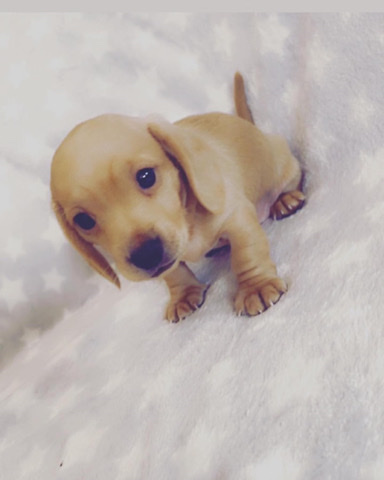 Dachshund – miniature dachshunds English cream & shaded cream