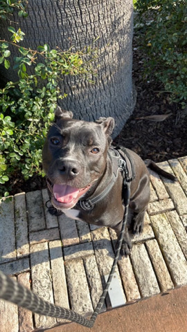 American Pit Bull Terrier – Rehoming Pitbull SACRAMENTO, CA
