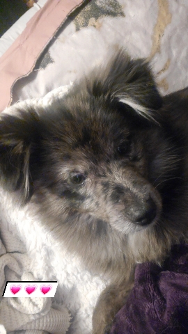 5 month old Puppy!