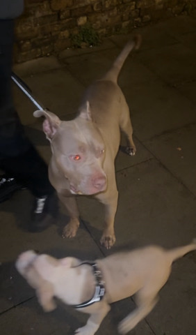 xl bully for sale