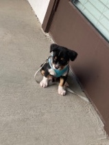 Chihuahua – cute puppy