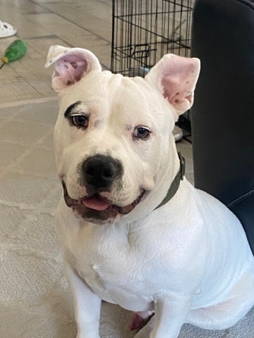 American Bully