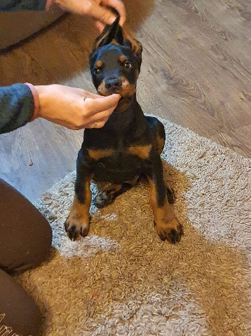 Doberman Pinscher – European doberman