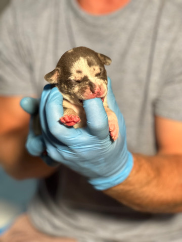 American Pit Bull Terrier – American Bully puppy for sale