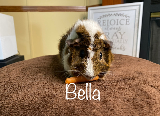 Guinea Pig Rehoming