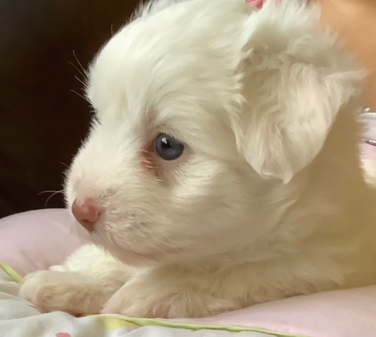 Maltese – Purebred Maltese Puppies for sale