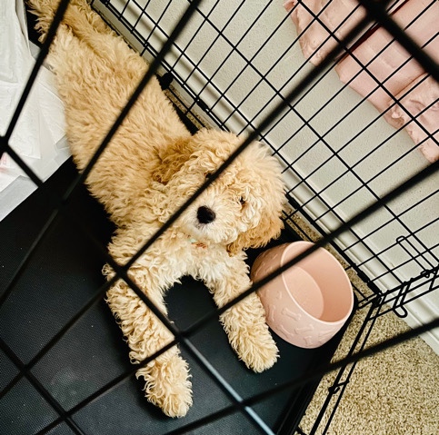 Goldendoodle