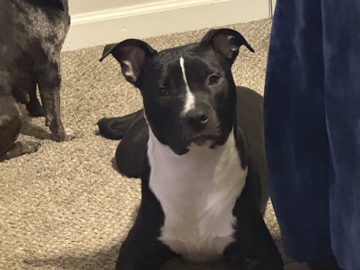 American Staffordshire Terrier – Dobby – Charlotte