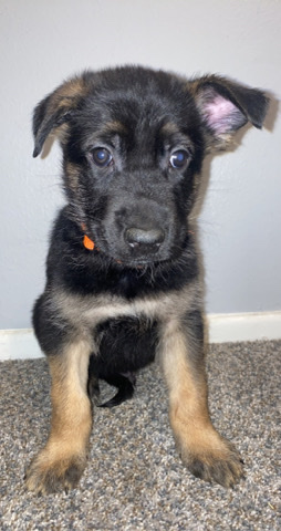 Belgian Shepherd Dog (Malinois) – Belgian shepherd