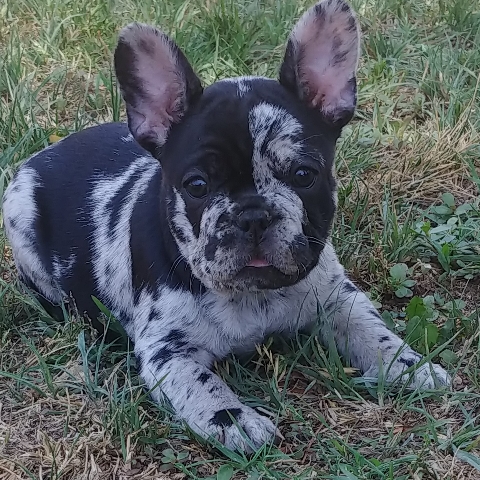 French Bulldog – frenchie pups