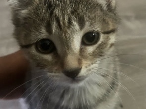 American Shorthair – Sweet American Shorthair Kittens (2 Months and 4 Weeks old) in Bolingbrook – Bolingbrook