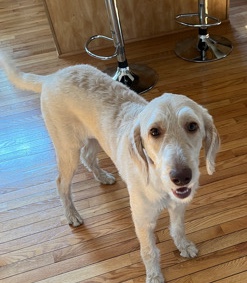 Sweet Labradoodle for sale