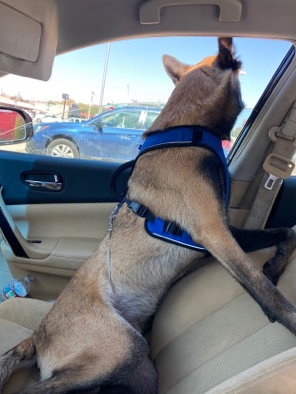 Belgian Shepherd Dog (Malinois) – family Guard dog