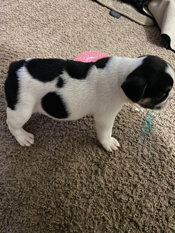 French Bulldog – getting big