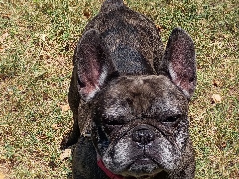 French Bulldog – Female French bulldog – Killeen