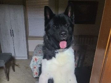 Loveable Akita!
