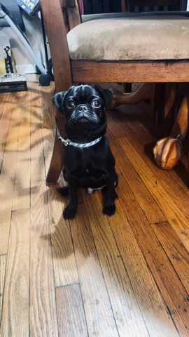 Pug – Little Pug for sale 🥺