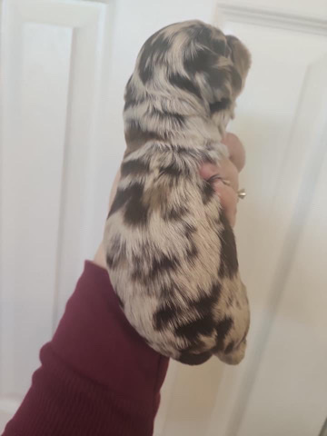 Poodle – cockapoo