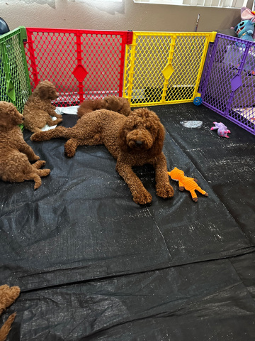 Golden Retriever – Rehoming Standard Goldendoodle