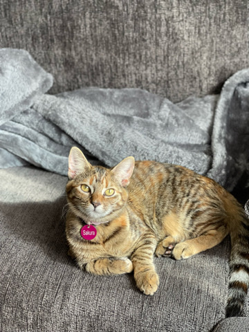 Kitten for adoption