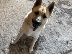 German Shepherd – german shepherd x husky – Fort Worth